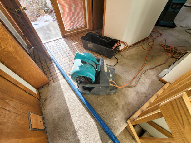 Best Mold removal after water damage  in Roosevelt, NY