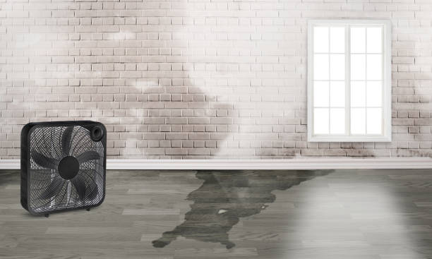 Best Ceiling water damage repair  in Roosevelt, NY